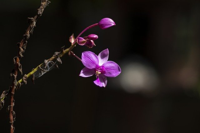 Free download flower bloom blossom nature growth free picture to be edited with GIMP free online image editor