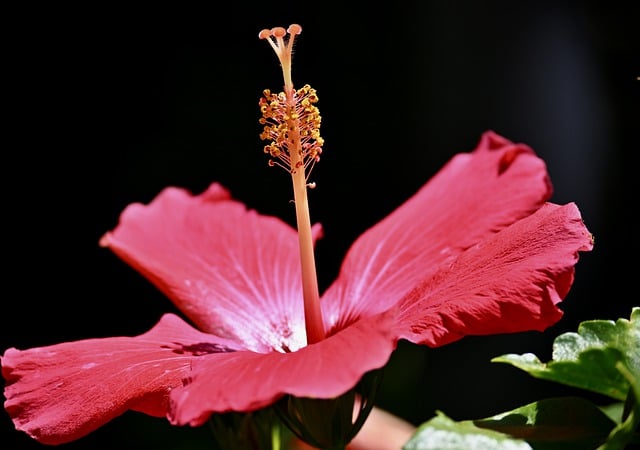 Free download flower bloom blossom nature stamen free picture to be edited with GIMP free online image editor