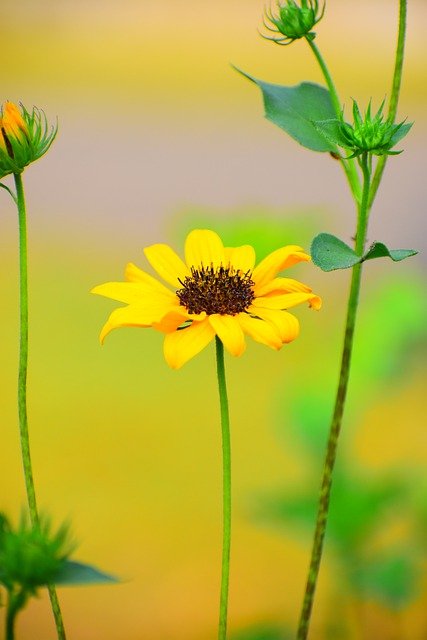 Free download flower bloom botany nature blossom free picture to be edited with GIMP free online image editor
