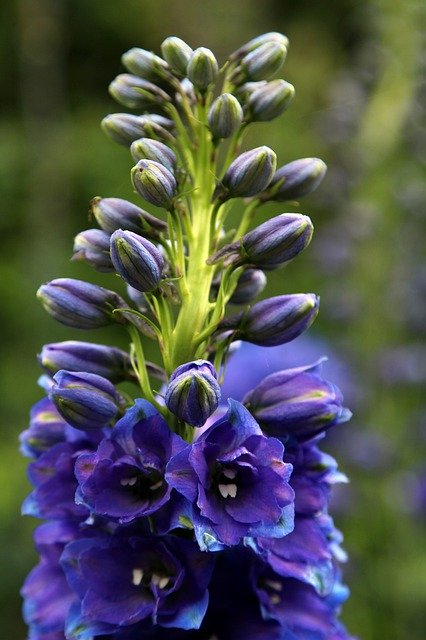 Unduh gratis Flower Bloom Delphinium - foto atau gambar gratis untuk diedit dengan editor gambar online GIMP