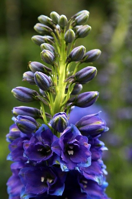 ດາວໂຫຼດຟຼີ Flower Bloom Delphinium - ຟຼີຮູບ ຫຼື ຮູບທີ່ຈະແກ້ໄຂດ້ວຍຕົວແກ້ໄຂຮູບພາບອອນໄລນ໌ GIMP