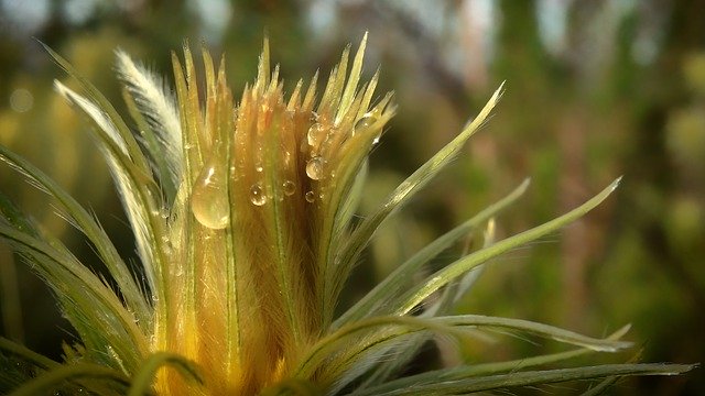 Descărcare gratuită Flower Bloom Drops - fotografie sau imagini gratuite pentru a fi editate cu editorul de imagini online GIMP