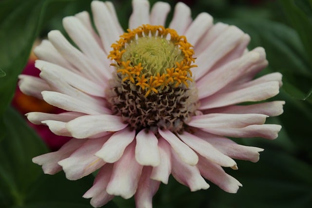 دانلود رایگان عکس گل شکوفه فلور طبیعت رایگان برای ویرایش با ویرایشگر تصویر آنلاین رایگان GIMP