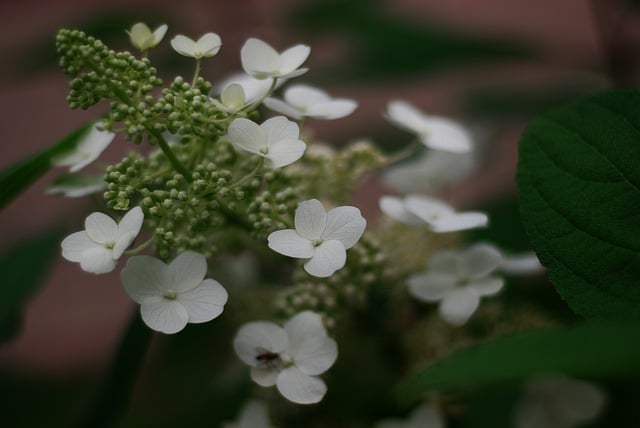 הורדה חינם של צמחים פריחת פרחים תמונה בחינם לעריכה עם עורך תמונות מקוון בחינם של GIMP