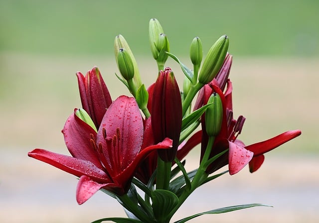 Free download flower bloom flora spring garden free picture to be edited with GIMP free online image editor