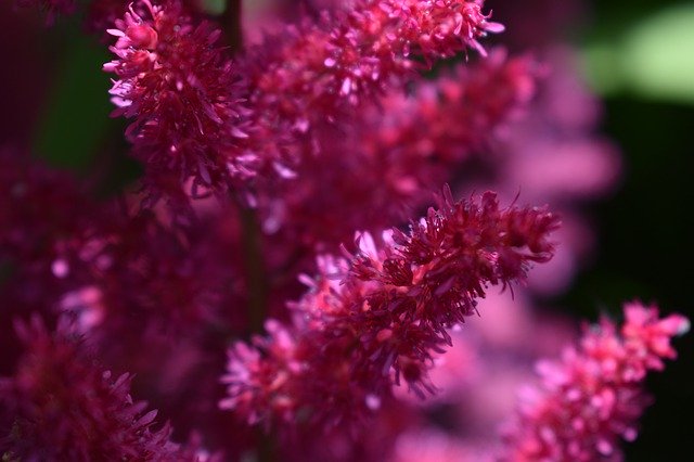 免费下载 Flower Bloom Garden - 使用 GIMP 在线图像编辑器编辑的免费照片或图片