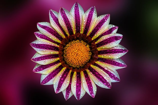Free download flower bloom gazinia petal summer free picture to be edited with GIMP free online image editor