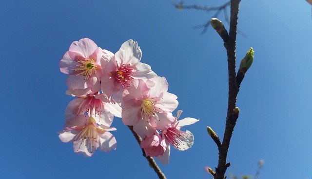 Free download flower blooming bl blossom floral free picture to be edited with GIMP free online image editor