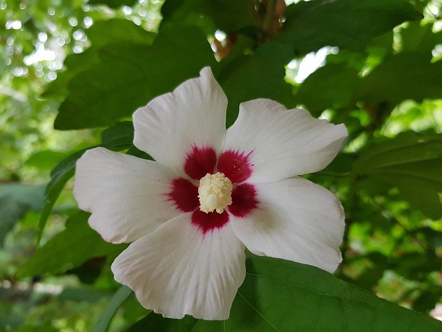 Téléchargement gratuit de Flower Blooming Bloom - photo ou image gratuite à éditer avec l'éditeur d'images en ligne GIMP