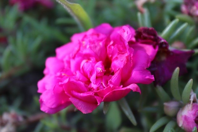 Kostenloser Download Flower Blooming Nature - kostenloses Foto oder Bild zur Bearbeitung mit GIMP Online-Bildbearbeitung