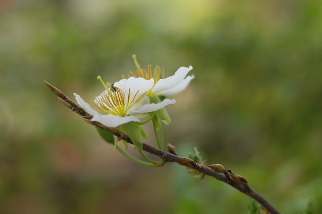 הורדה חינם Flower Blooming Page - תמונה או תמונה בחינם לעריכה עם עורך התמונות המקוון GIMP