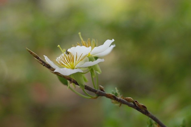 Download grátis da página Flower Blooming - foto ou imagem grátis para ser editada com o editor de imagens online GIMP