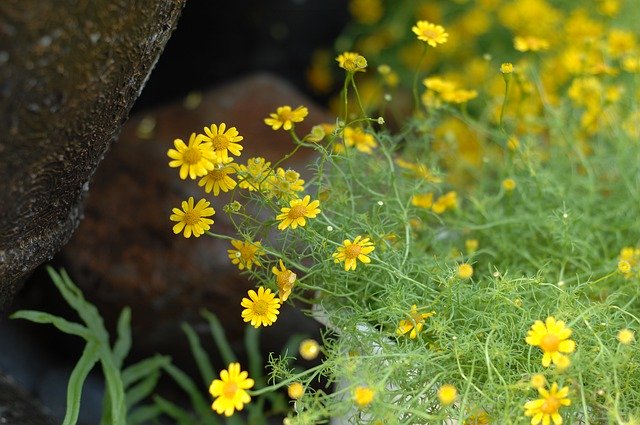 ดาวน์โหลดฟรี Flower Blooming The - ภาพถ่ายหรือรูปภาพฟรีที่จะแก้ไขด้วยโปรแกรมแก้ไขรูปภาพออนไลน์ GIMP