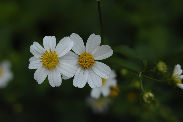 Free download Flower Blooming The Garden -  free photo or picture to be edited with GIMP online image editor