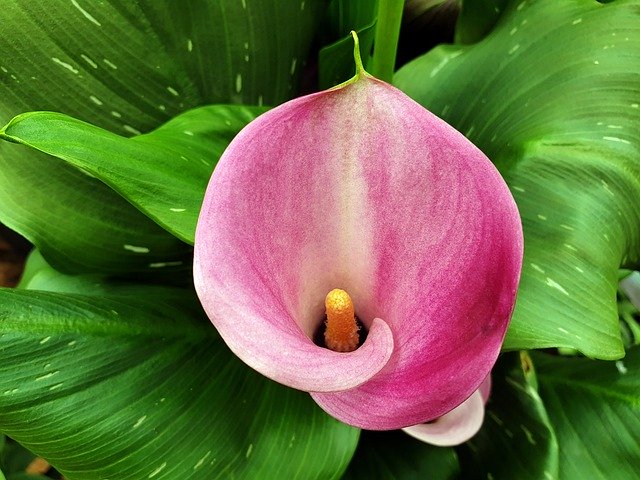 הורדה חינם Flower Bloom Lily - תמונה או תמונה בחינם לעריכה עם עורך התמונות המקוון GIMP