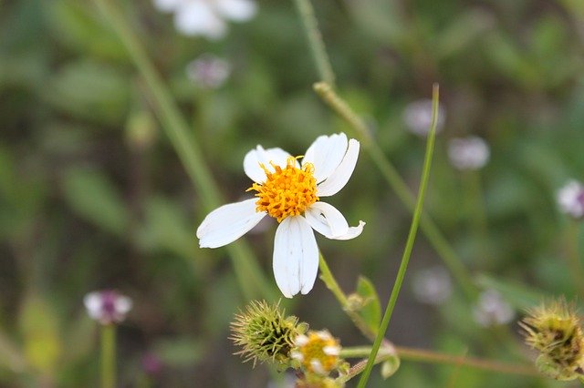 Template ng Larawan Flower Bloom Nature - para sa OffiDocs