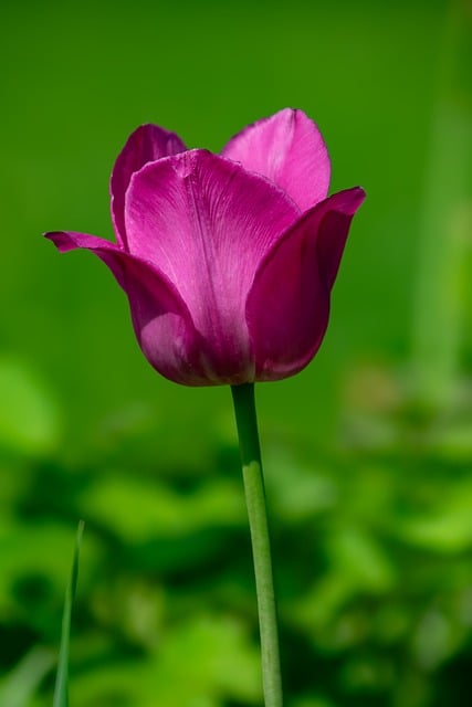 Free download flower bloom nature garden free picture to be edited with GIMP free online image editor