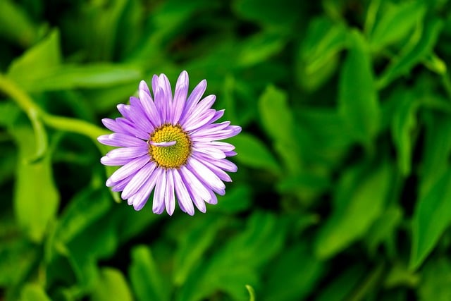Free download flower bloom petals flora macro free picture to be edited with GIMP free online image editor