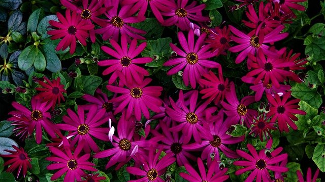 Free graphic flower bloom pink green plants to be edited by GIMP free image editor by OffiDocs