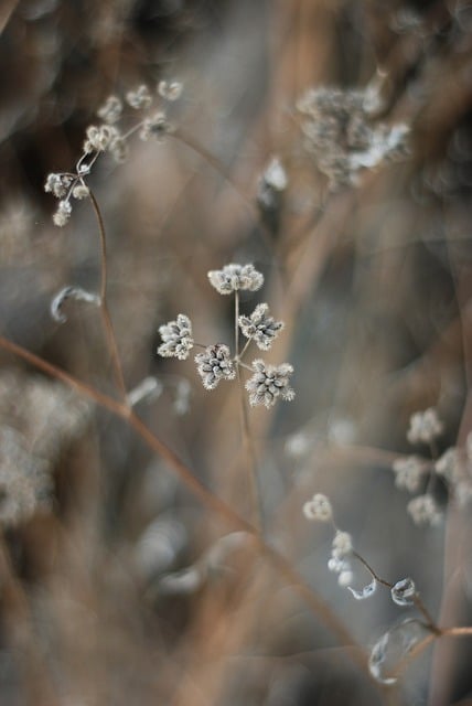 Free download flower bloom plants flora botany free picture to be edited with GIMP free online image editor