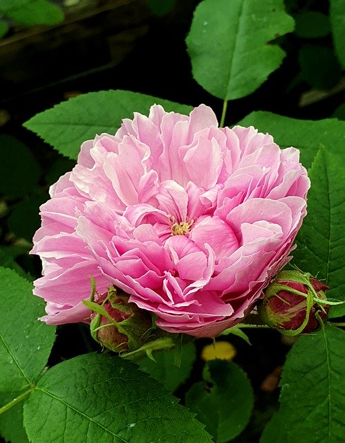 Unduh gratis Flower Bloom Rose - foto atau gambar gratis untuk diedit dengan editor gambar online GIMP