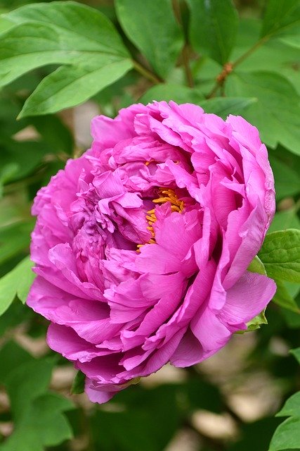 Gratis download Flower Blooms Nature - gratis foto of afbeelding om te bewerken met GIMP online afbeeldingseditor