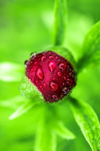 Free download flower bloom summer bud dew free picture to be edited with GIMP free online image editor