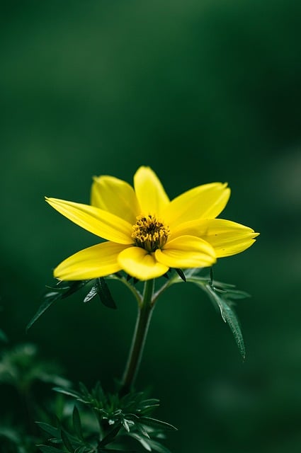 Free download flower bloom summer nature bud free picture to be edited with GIMP free online image editor