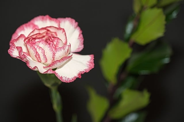 Бесплатно загрузите цветок цветущий цветущий фон бесплатное изображение для редактирования с помощью бесплатного онлайн-редактора изображений GIMP