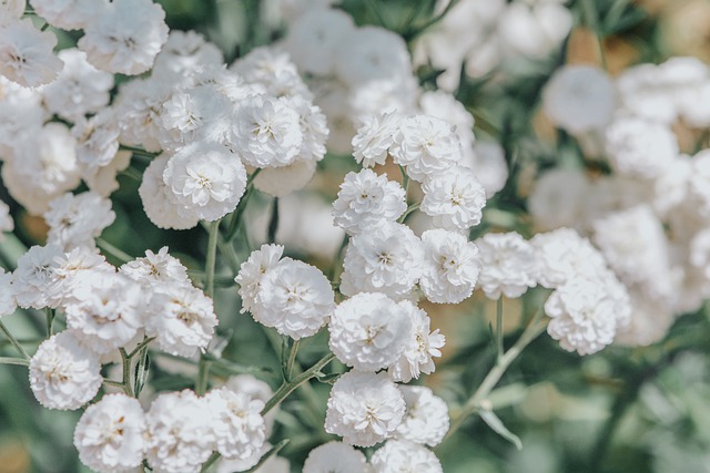 Free download flower blossom bloom botany nature free picture to be edited with GIMP free online image editor