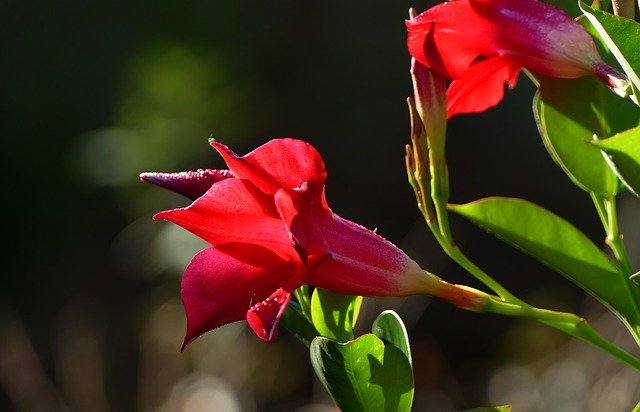 ดาวน์โหลดฟรี Flower Blossom Bloom Close - ภาพถ่ายฟรีหรือรูปภาพที่จะแก้ไขด้วยโปรแกรมแก้ไขรูปภาพออนไลน์ GIMP