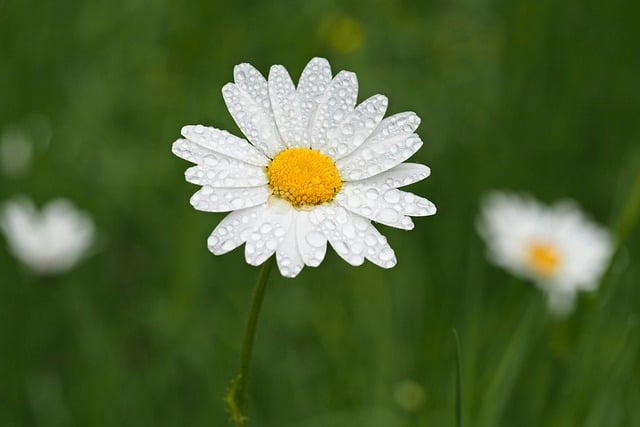 Free download flower blossom bloom close up dew free picture to be edited with GIMP free online image editor