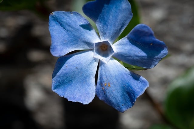 Free download flower blossom bloom nature spring free picture to be edited with GIMP free online image editor