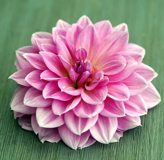 Descărcare gratuită floare floare petale flori dalie imagine gratuită pentru a fi editată cu editorul de imagini online gratuit GIMP