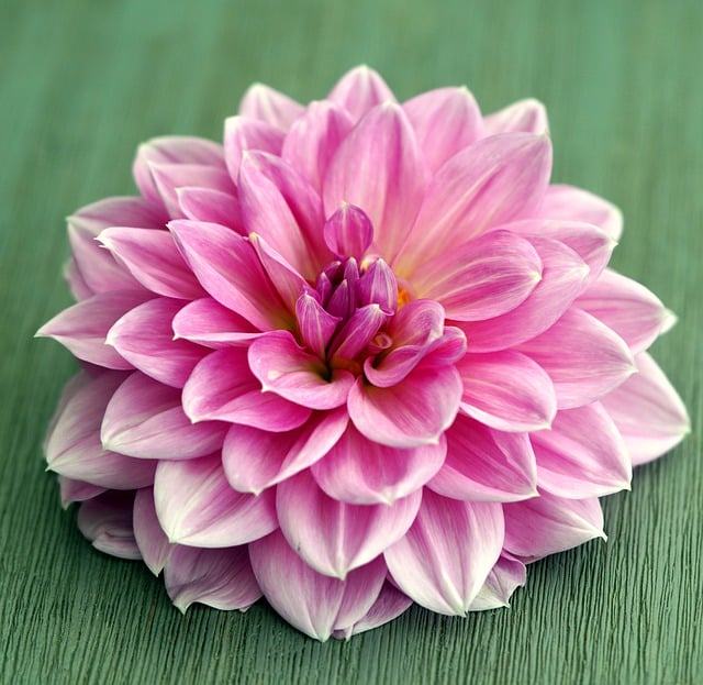 Free download flower blossom bloom petals dahlia free picture to be edited with GIMP free online image editor