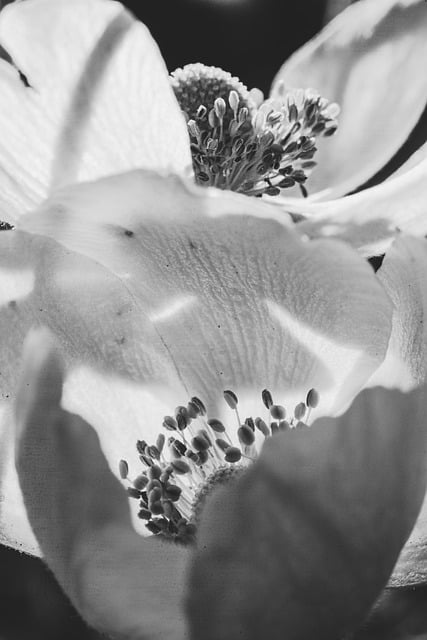 Free download flower blossom bloom plant flora free picture to be edited with GIMP free online image editor