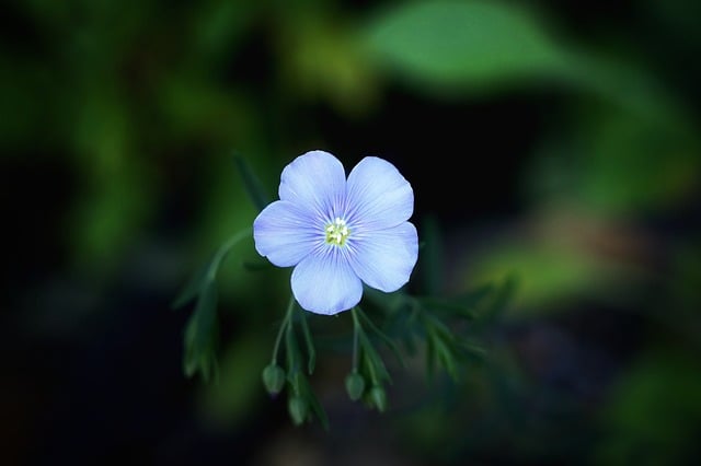 Free download flower blossom bloom plant nature free picture to be edited with GIMP free online image editor