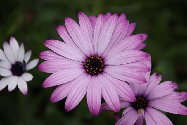 Kostenloser Download von Blumenblüten, Blütenblättern von Pflanzen, kostenloses Bild zur Bearbeitung mit dem kostenlosen Online-Bildeditor GIMP