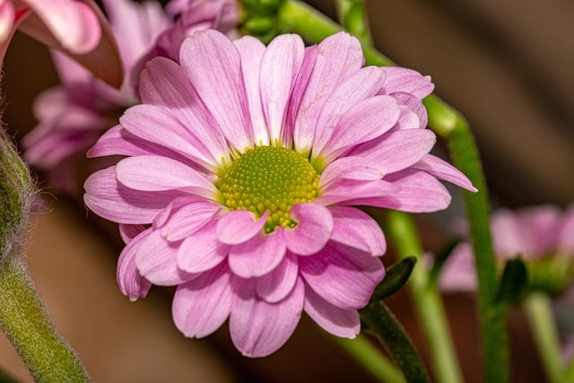 Free download flower blossom bloom plant pink free picture to be edited with GIMP free online image editor