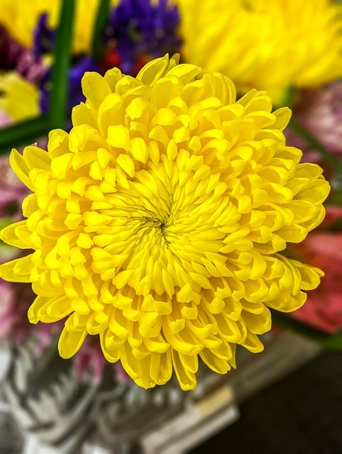 Free download flower blossom bloom plant spring free picture to be edited with GIMP free online image editor