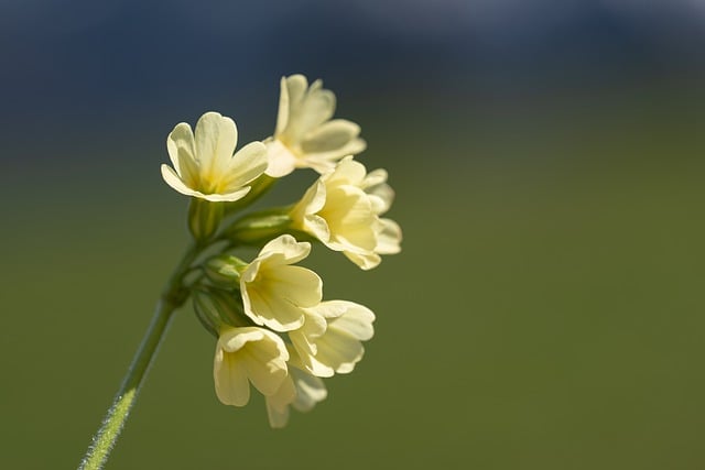 Free download flower blossom bloom pointed flower free picture to be edited with GIMP free online image editor