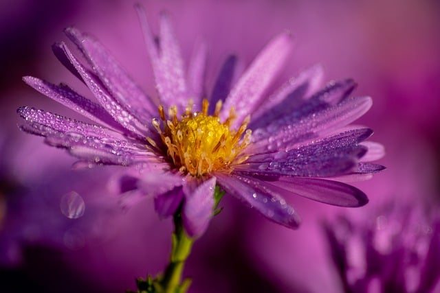 Free download flower blossom bloom purple violet free picture to be edited with GIMP free online image editor