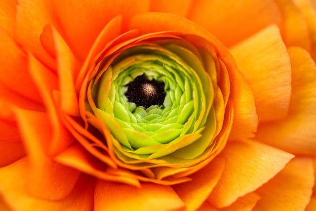 Free download flower blossom bloom spring nature free picture to be edited with GIMP free online image editor
