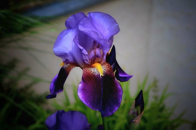 Free download flower blossom bloom sword lily free picture to be edited with GIMP free online image editor