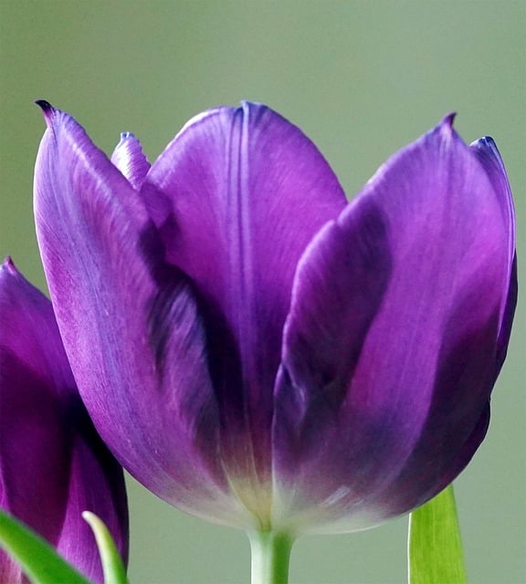 Free download flower blossom bloom tulip nature free picture to be edited with GIMP free online image editor