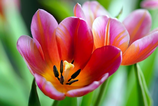 Free download flower blossom bloom tulip spring free picture to be edited with GIMP free online image editor
