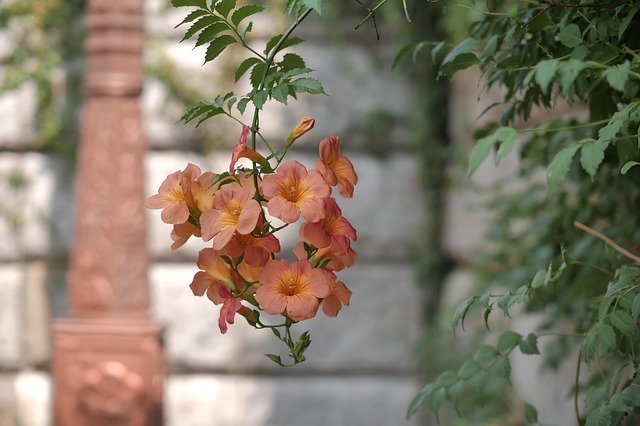 Téléchargement gratuit de Flower Blossom Campsis - photo ou image gratuite à modifier avec l'éditeur d'images en ligne GIMP