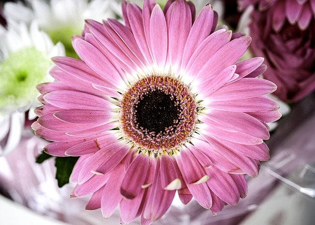 Descărcare gratuită Flower Blossom Dahlia - fotografie sau imagini gratuite pentru a fi editate cu editorul de imagini online GIMP