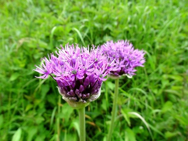 ดาวน์โหลดฟรี Flower Blossom Garlic - ภาพถ่ายหรือรูปภาพฟรีที่จะแก้ไขด้วยโปรแกรมแก้ไขรูปภาพออนไลน์ GIMP