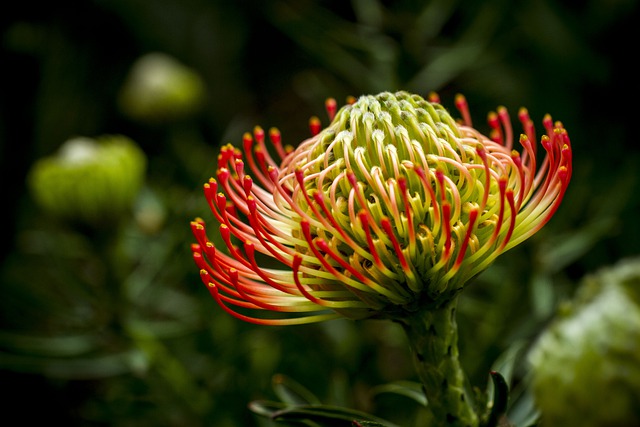 Free download flower blossoming blooming exotic free picture to be edited with GIMP free online image editor